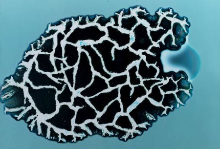 Sarah Schoenfeld, amphétamine